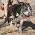 Exploring Dog-Friendly Eateries in Maricopa County, AZ